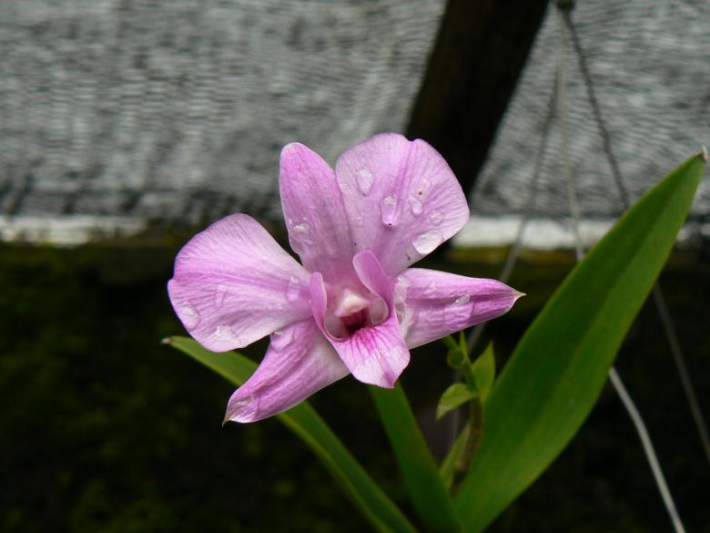 Free stock image of Purple Orchid created by Ian McArthur
