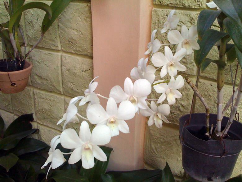 Free stock image of Orchid created by Ian McArthur
