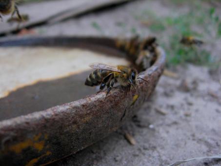 Bee - Free Stock Photo