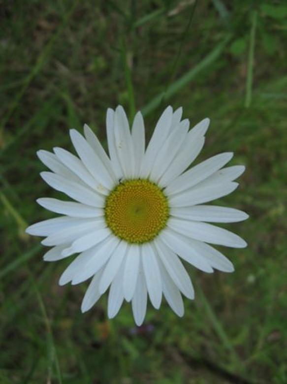 Free stock image of Chamomile created by Andrej