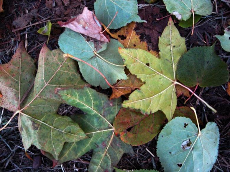 Free stock image of Leaves created by Andrej