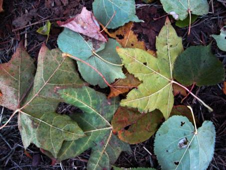 Leaves - Free Stock Photo