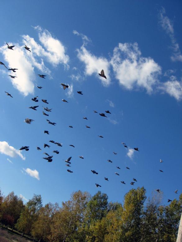 Free stock image of Pigeons created by Andrej