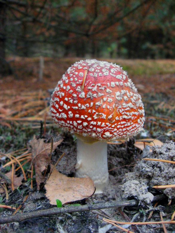 Free stock image of Fungus created by Andrej