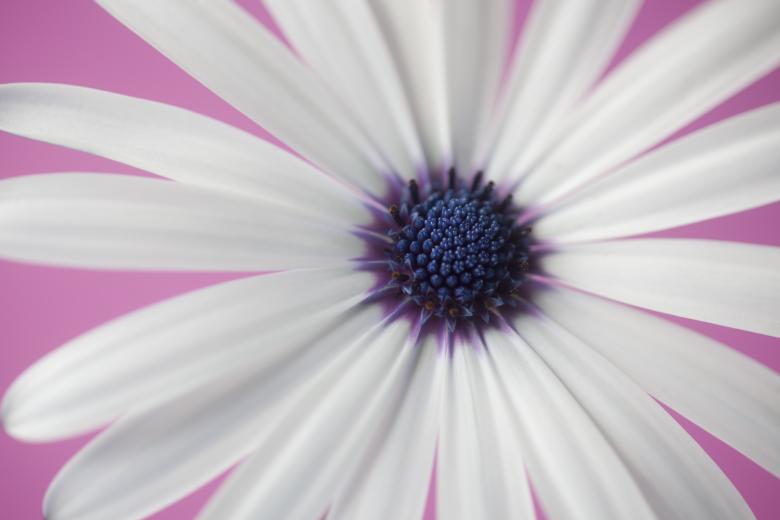 Free stock image of Daisy created by anniegreenwood