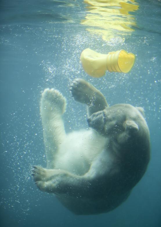 Free stock image of Polar bear created by anniegreenwood