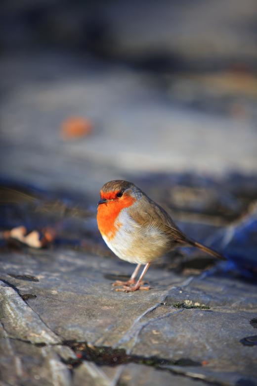 Free stock image of Red robin created by anniegreenwood