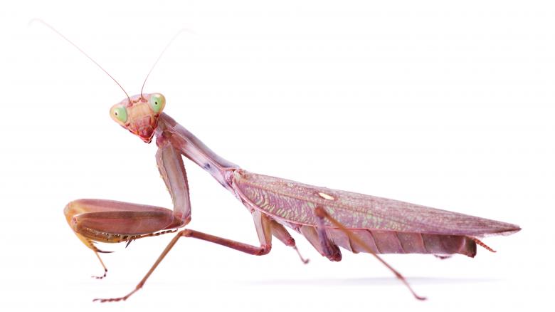 Free stock image of Praying Mantis created by 2happy