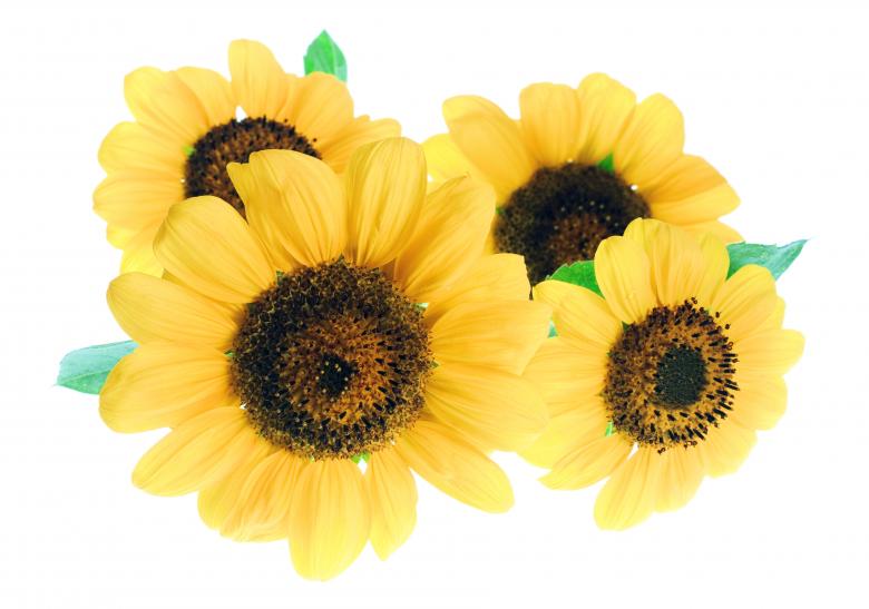 Free stock image of Four Sunflowers created by 2happy