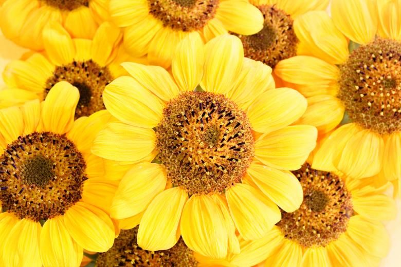 Free stock image of Background of Yellow Sunflowers created by 2happy