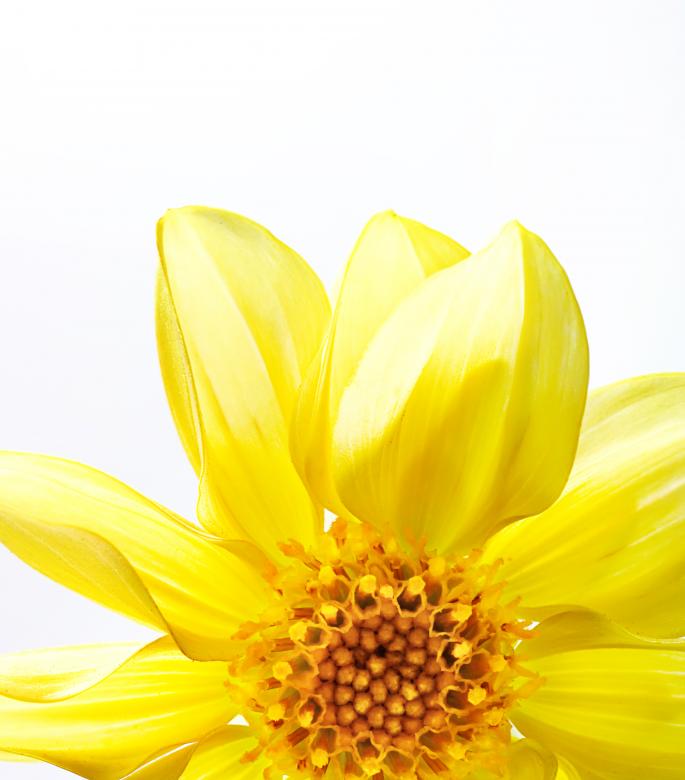 Free stock image of Vivid Yellow Flower created by 2happy