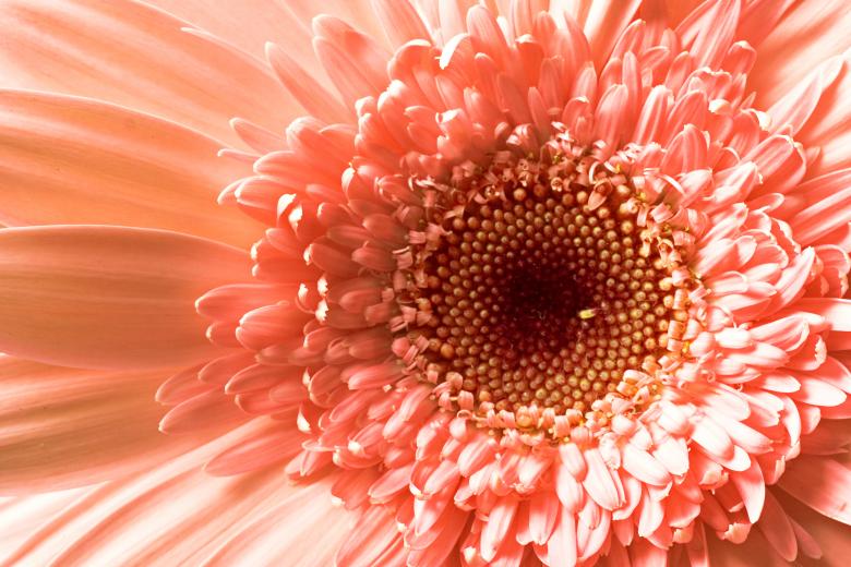 Free stock image of flower created by 2happy