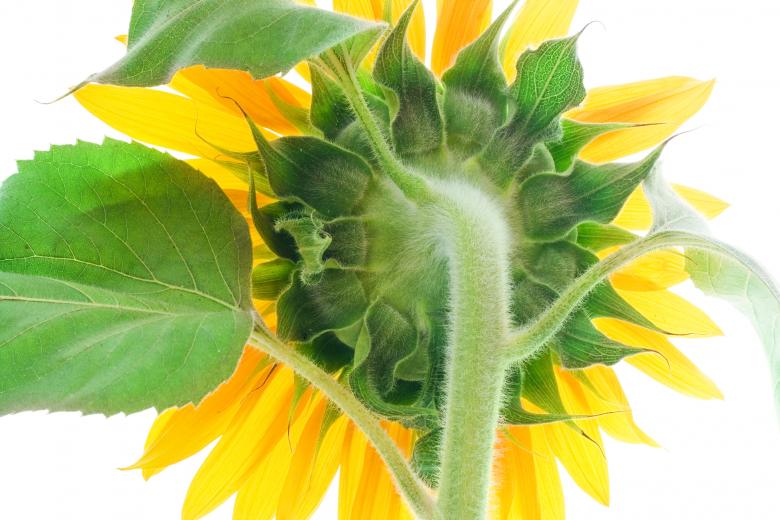 Free stock image of Back of Sunflower created by 2happy