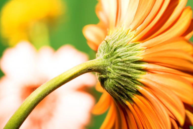 Free stock image of flower created by 2happy