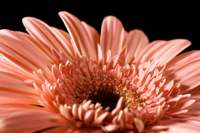 Free stock image of flower created by 2happy