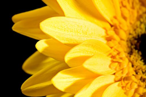 Free Stock Photo of Yellow Flower Petals Closeup