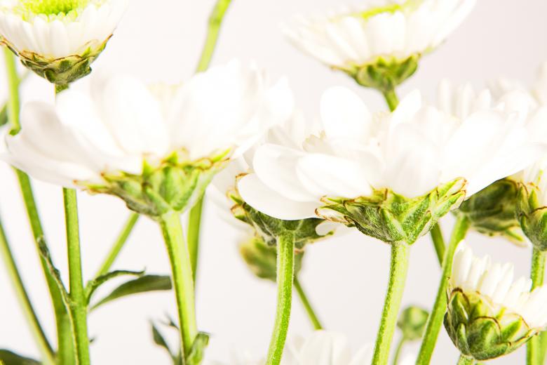 Free stock image of Beautiful White Flowers created by 2happy