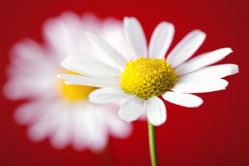 White Flower on Red Background - Free Stock Photo