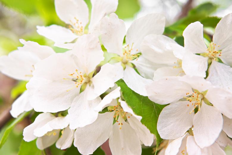 Free stock image of White Flower in Bloom created by 2happy