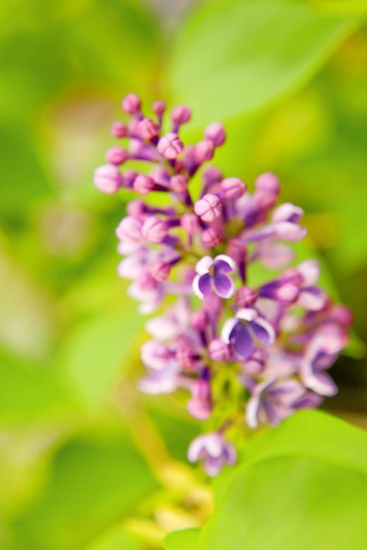 Free stock image of Purple Flower Details created by 2happy
