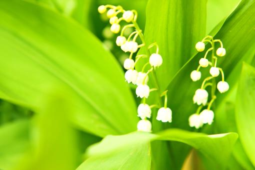 Free Stock Photo of White Flower on Green