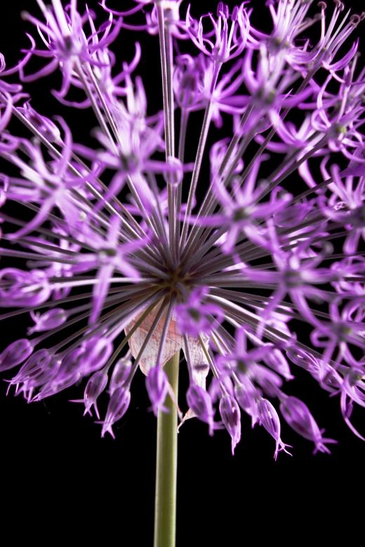 Free stock image of flower created by 2happy