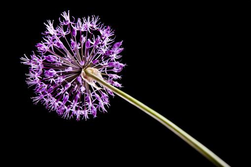 Free Stock Photo of Purple Flower on Black