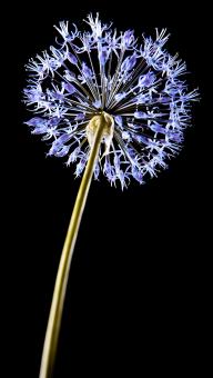 Free Stock Photo of Blue flower close-up