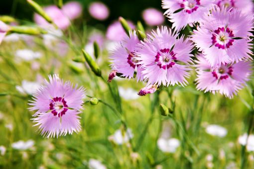 Purple Small Flowers - Free Stock Photo