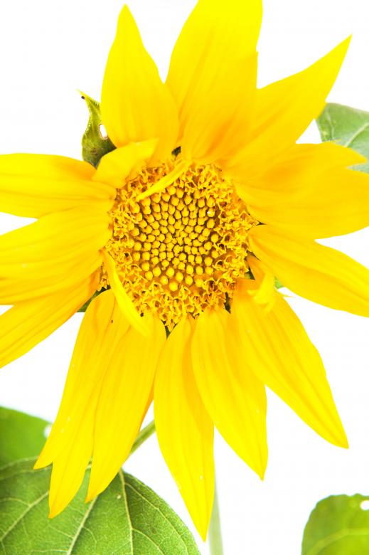 Free stock image of flower created by 2happy