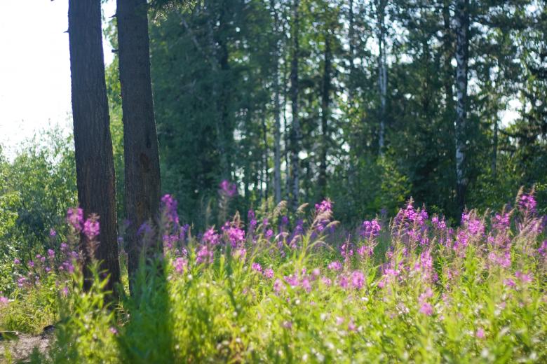 Free stock image of scene of nature created by 2happy