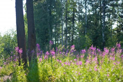 Free Stock Photo of scene of nature