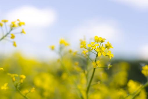 Free Stock Photo of scene of nature