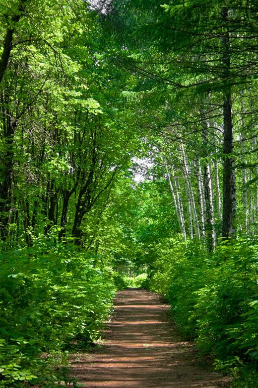 Free stock image of forest created by 2happy
