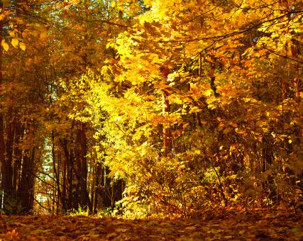 Free Stock Photo of scene of nature