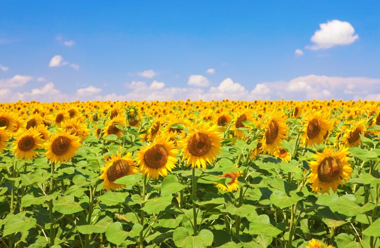 Free stock image of Flowers created by 2happy