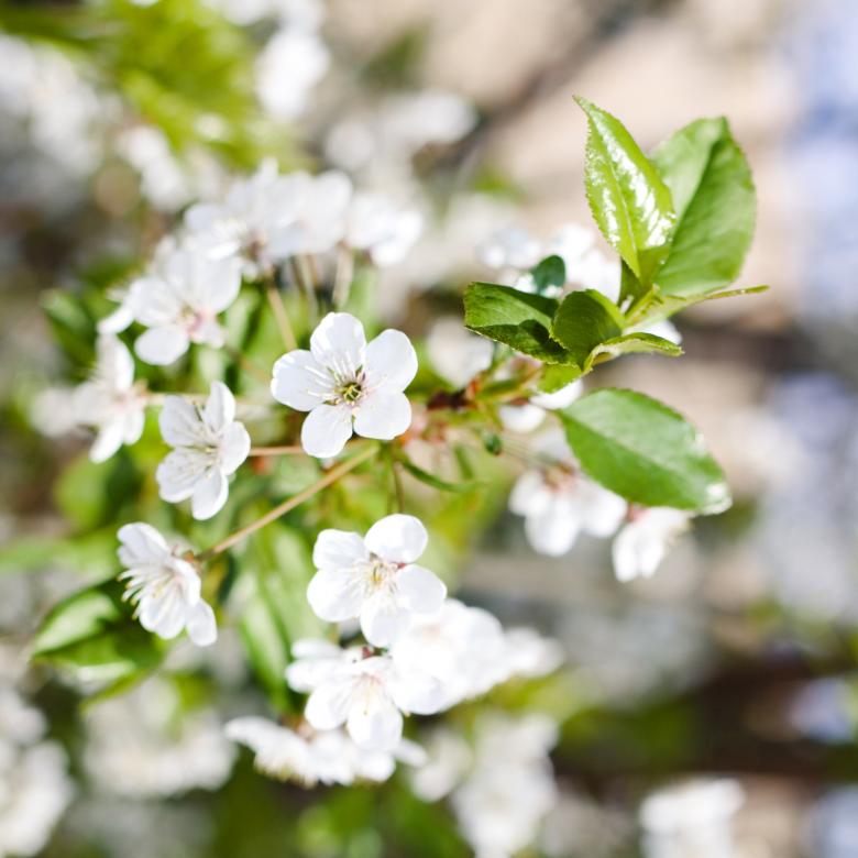 Free stock image of Flowers created by 2happy
