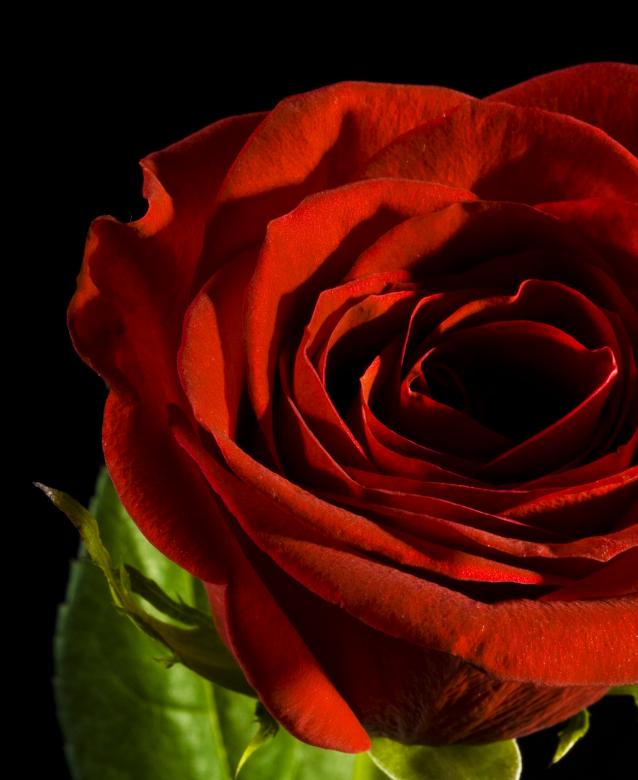 Free stock image of Rose  created by 2happy