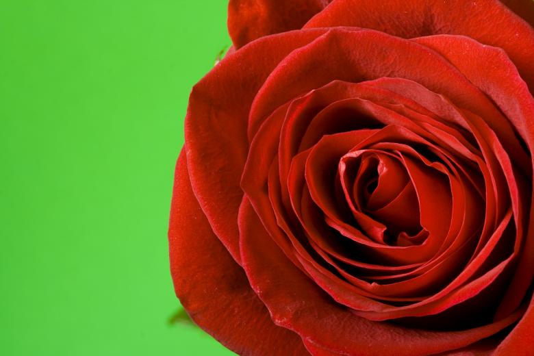 Free stock image of Rose on Green Background created by 2happy