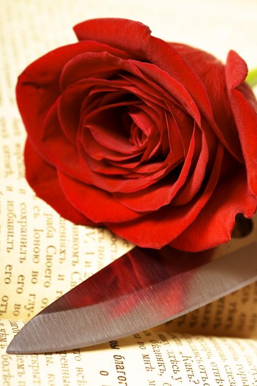 Free stock image of rose created by 2happy