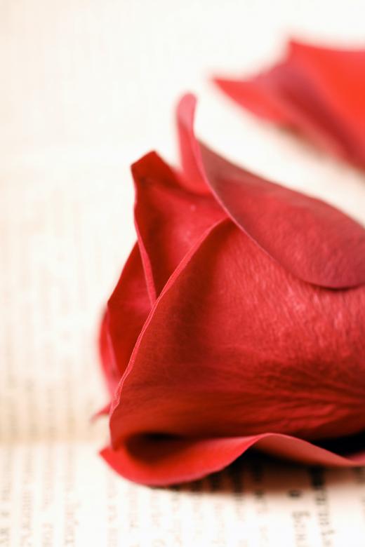 Free stock image of rose created by 2happy