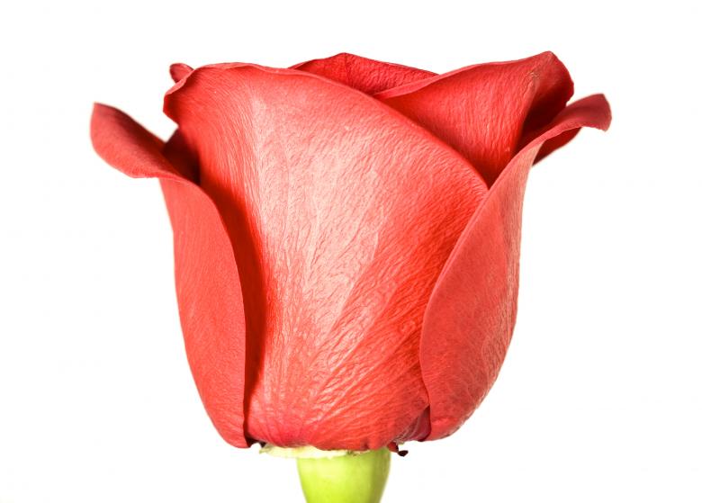 Free stock image of rose created by 2happy
