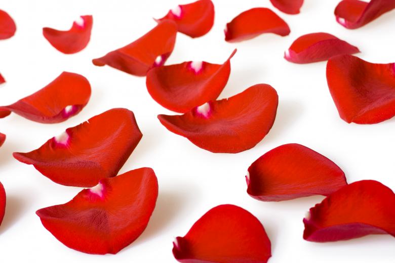 Free stock image of rose petals created by 2happy