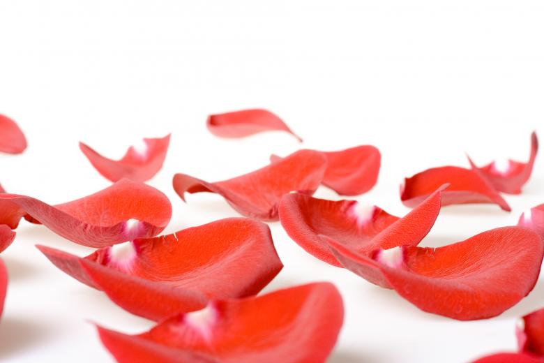 Free stock image of rose petals created by 2happy