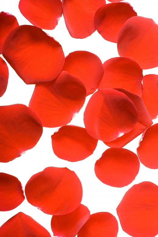 Free stock image of rose petals created by 2happy