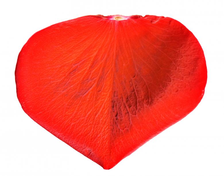 Free stock image of rose petal created by 2happy