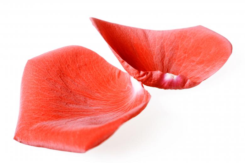 Free stock image of rose petals created by 2happy