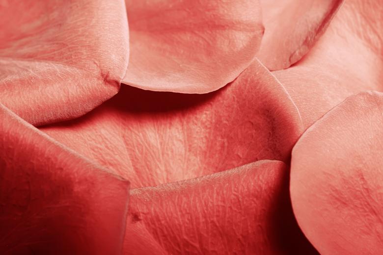 Free stock image of rose petals created by 2happy