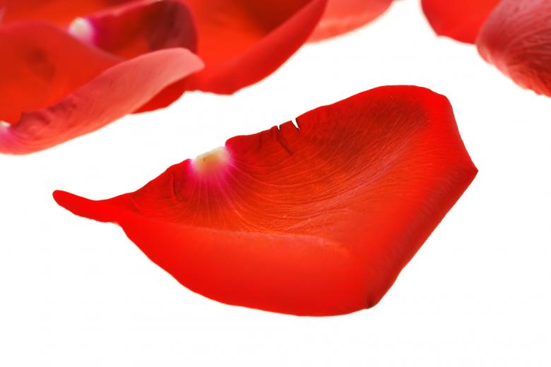 Free stock image of rose petals created by 2happy