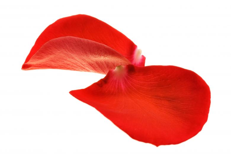 Free stock image of rose petals created by 2happy